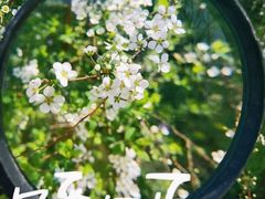 -顾村公园