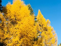 -五营红松林海景区