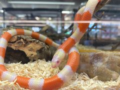 -帕帕拉兹宠物(亚洲旗舰店)