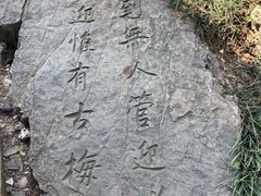-香雪海