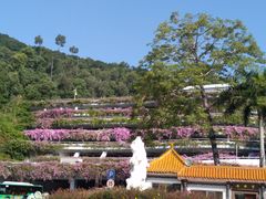 -深圳仙湖植物园