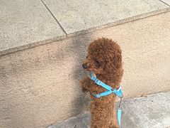 -天宠宠物医院24小时·急重症诊疗中心·全科·腔镜特色(和平分院)