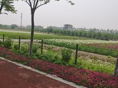 -上海长兴岛郊野公园