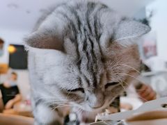 -平行世界·猫咖(首经贸店)