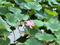 -上海鲜花港