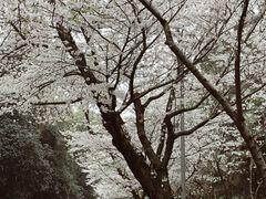 -武汉大学-樱园