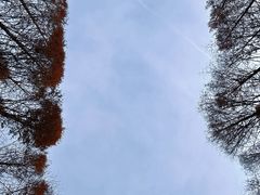 -日照海滨国家森林公园