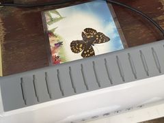 -上海昆虫博物馆