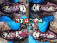-汪小喵宠物·戴维斯乐芳希施宠馨宝皮毛调理洗护店