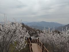 -大岭沟猕猴桃谷风景区