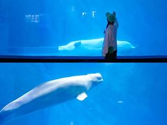 -海合安成都极地海洋公园