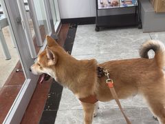 -艾贝尔宠物医院·宠保定点·超声绝育·免疫点(樱花路店)
