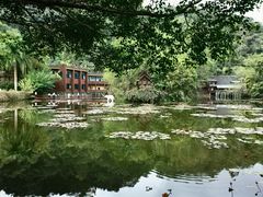 -野象谷景区