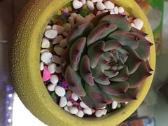 -秦美花卉(天朗·莱茵小城2期店)