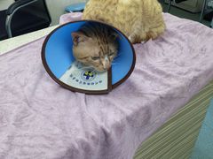 -动物缘宠物医院·骨科·猫科(西二环店)