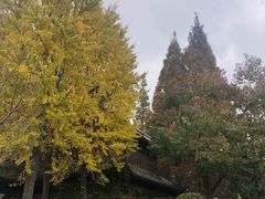 -秋霞圃