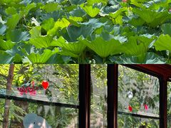 -合肥滨湖国家森林公园