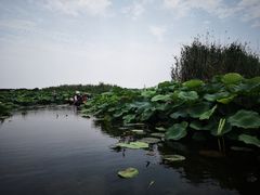 -荷塘月色湿地公园·向阳花洲