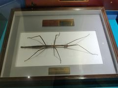 -上海昆虫博物馆