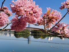 -南宁南湖公园