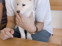 -柴犬小屋·柴餐厅·狗咖食堂(金鼎广场店)