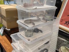 -酷以爬仙阁实体爬宠店·守宫·蜥蜴·专业繁育