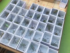 -中环花鸟鱼虫市场