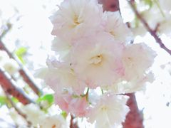 -天适樱花悠乐园