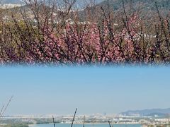 -香雪海