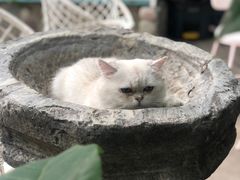 -喵屿·大理花园猫咖