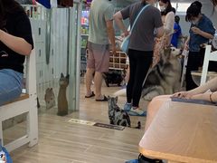 -李小姐の猫咖啡馆(五角场店)