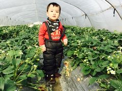 -青浦采草莓天天草莓园
