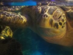 -烟台海昌鲸鲨海洋公园