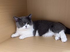-瑞派康怡24h宠物医院·犬猫医疗中心·微创绝育(瑞景分院)