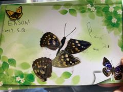 -上海昆虫博物馆