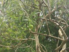 -广西壮族自治区药用植物园