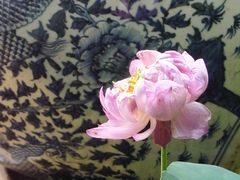 荷花-2-证大大拇指广场(芳甸路店)