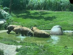 -北京野生动物园