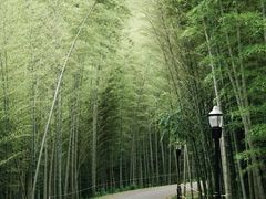 -潜山国家森林公园