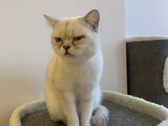 -猫腻·猫咖·撸猫馆(星光大道店)