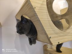 -猫咪派对(江南西店)