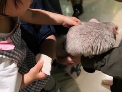 -萌宠奇缘