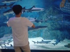 -烟台海昌鲸鲨海洋公园