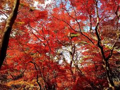 -有马温泉 竹取亭円山温泉旅馆