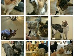 -more than meow吴止猫主题餐厅(承德 中船汇店)