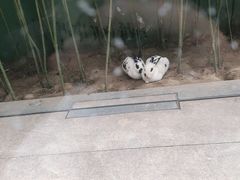 -春记潮汕牛肉火锅