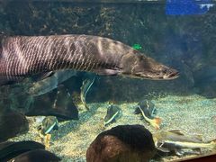 -太平洋海底世界