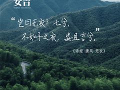 -白茶原·一片叶子