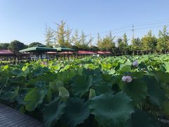 -洪湖家庭农场·团建·露营·会议