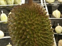 -都念榴莲·城市榴莲